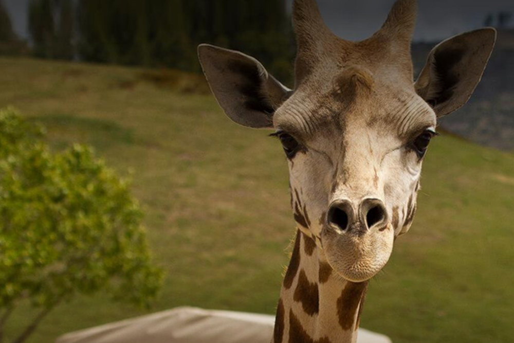 San Diego Zoo Safari Park - Image 9 of 9
