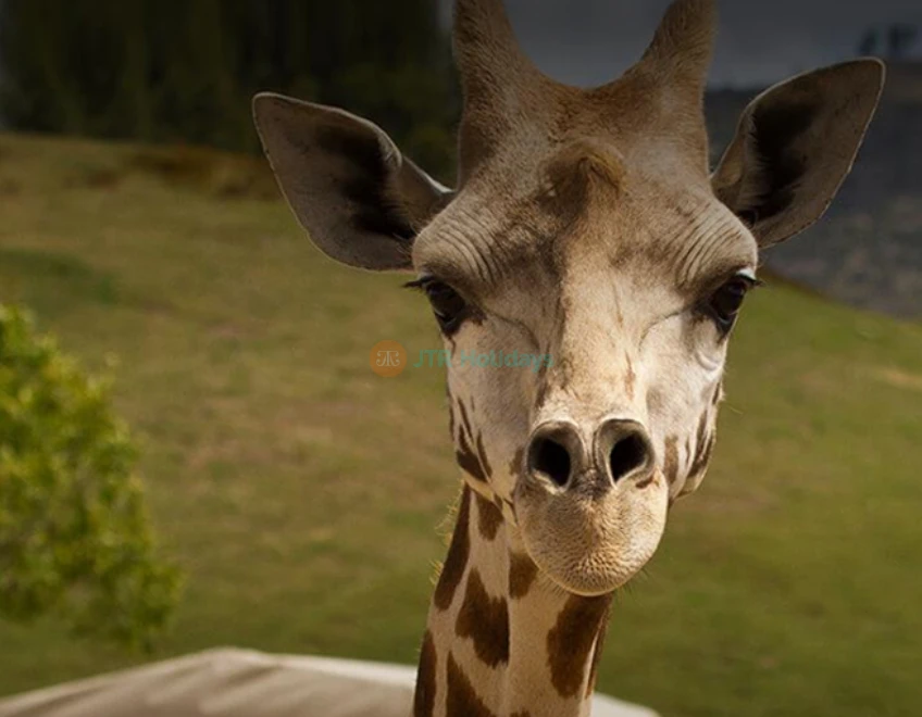 San Diego Zoo Safari Park - Image 9 of 9