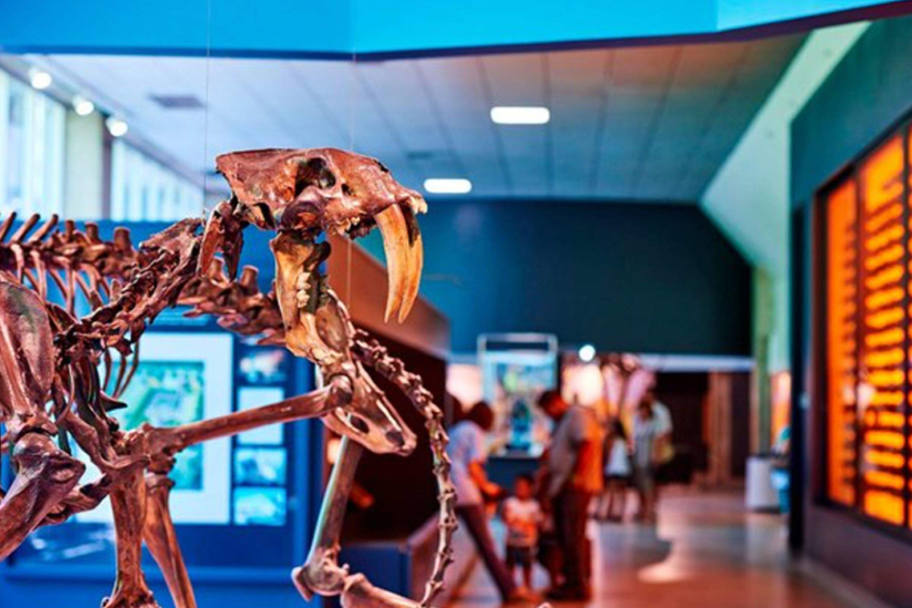 La Brea Tar Pits and Museum - Step back in time at the La Brea Tar Pits and Museum in Los Angeles, a fascinating site showcasing prehistoric fossils of mammoths, saber-toothed cats, and more. Witness active excavation sites and learn about ongoing scientific discoveries. Explore interactive exhibits that reveal life in ancient Los Angeles. Perfect for families and curious minds. La Brea Tar Pits and Museum - Image 1 of 5