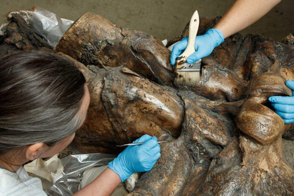 La Brea Tar Pits and Museum - Step back in time at the La Brea Tar Pits and Museum in Los Angeles, a fascinating site showcasing prehistoric fossils of mammoths, saber-toothed cats, and more. Witness active excavation sites and learn about ongoing scientific discoveries. Explore interactive exhibits that reveal life in ancient Los Angeles. Perfect for families and curious minds. La Brea Tar Pits and Museum - Image 4 of 5