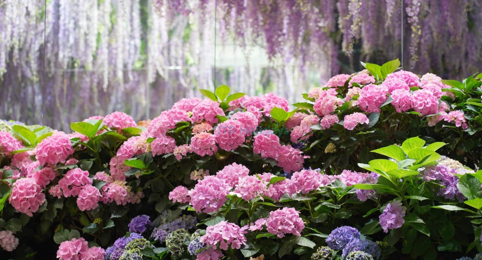 Parque de Aves Begonia de Gyeonggi - Imagen 1 de 5