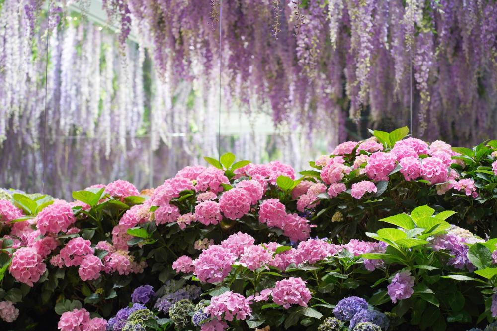 Gyeonggi Begonia Bird Park - Image 1 of 7
