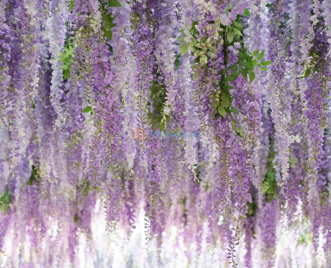 Gyeonggi Begonia Bird Park - Beautiful Flowers, Birds, and Nature in Korea - JTR Holidays - Image 2 of 5