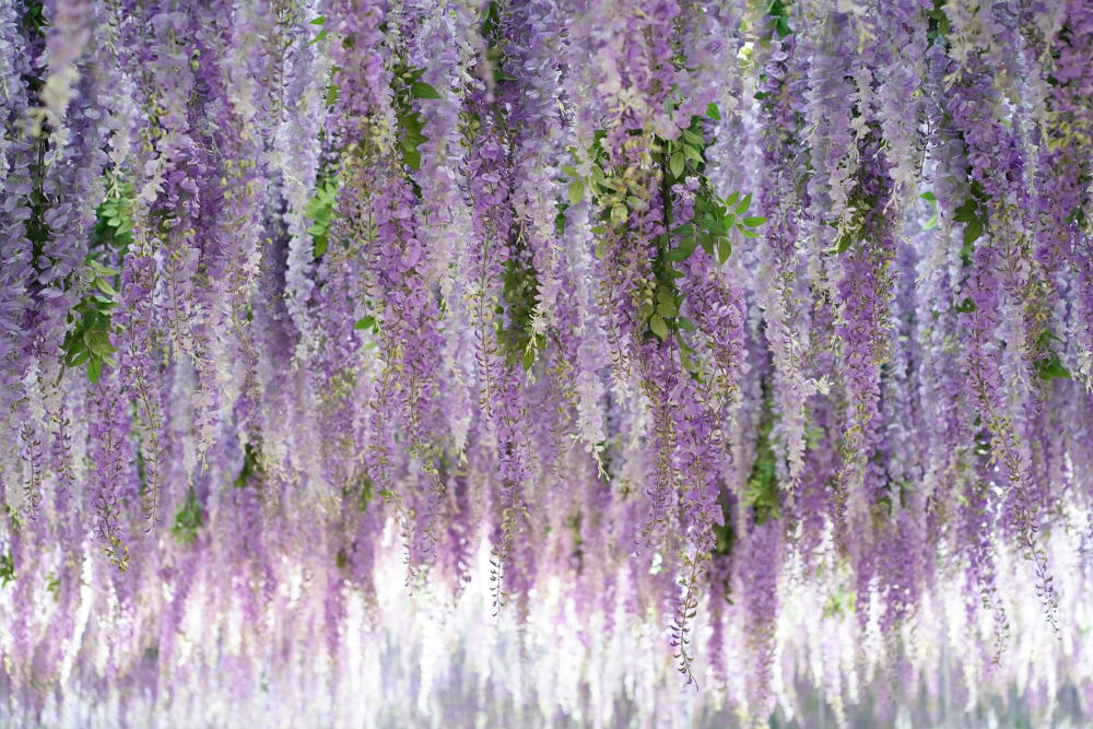 Gyeonggi Begonia Bird Park - Image 2 of 5