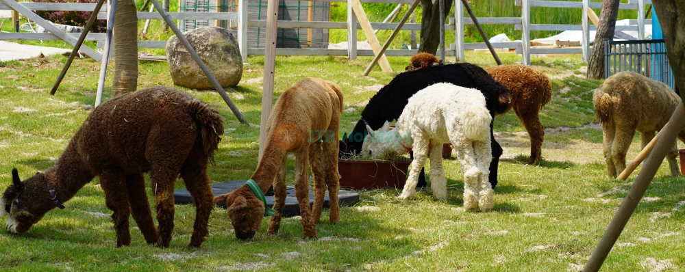 Gyeonggi Begonia Bird Park - Beautiful Flowers, Birds, and Nature in Korea - JTR Holidays - Image 4 of 5