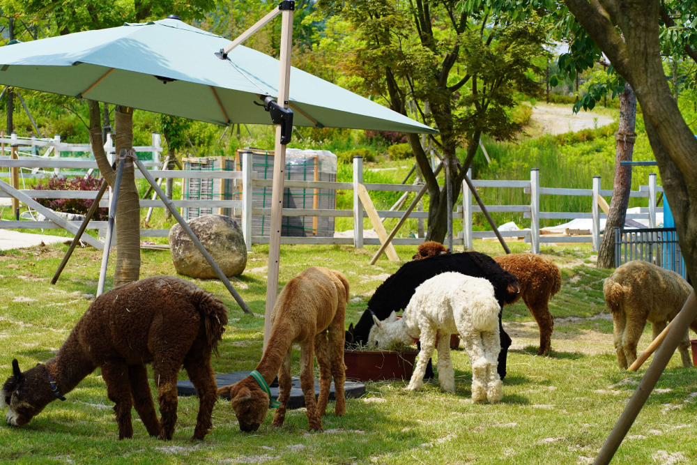 Gyeonggi Begonia Bird Park - Image 4 of 7