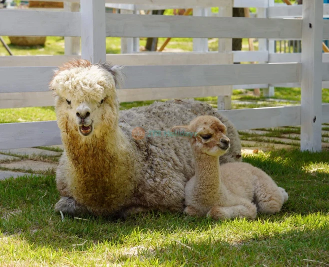 Parque de Aves Begonia de Gyeonggi - Image 5 of 7