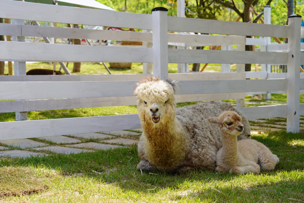Gyeonggi Begonia Bird Park - Image 5 of 5