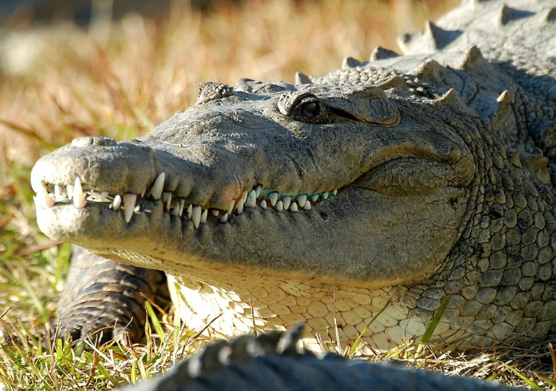 Gatorland Orlando