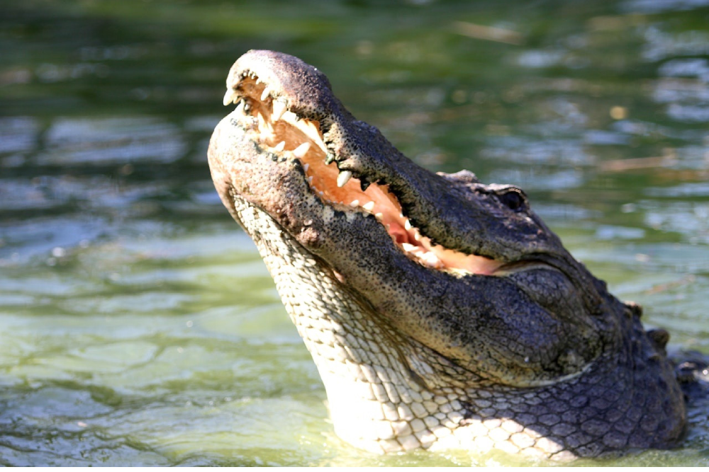 Gatorland Orlando - Discover Gatorland Orlando, a 110-acre theme park and wildlife preserve offering thrilling encounters with alligators, crocodiles, and Florida wildlife. Explore attractions like the White Gator Swamp and Jungle Crocs of the World. Enjoy live shows, interactive experiences, and unforgettable adventures at Gatorland Orlando. Perfect for families and wildlife enthusiasts, Gatorland Orlando promises a day of excitement and discovery. Gatorland Orlando - Image 2 of 5