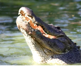 Gatorland Orlando - The Alligator Capital of the World-JTR Holidays