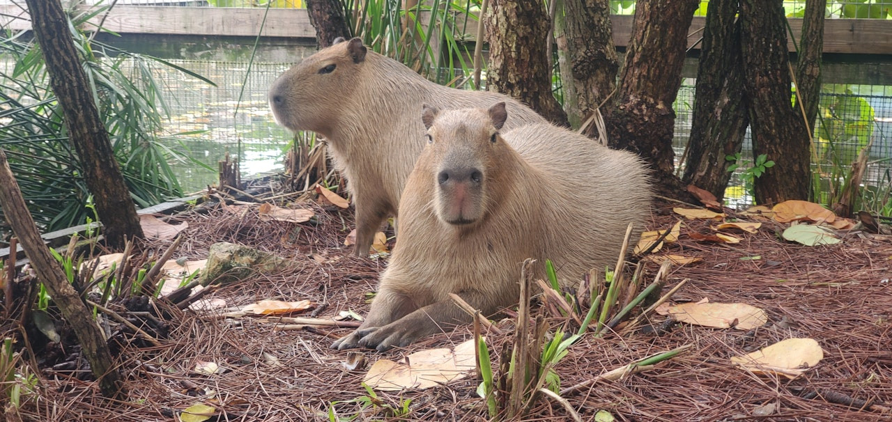 Gatorland Orlando - Entdecken Sie Gatorland Orlando, einen 110 Hektar großen Themenpark und Wildschutzgebiet, der aufregende Begegnungen mit Alligatoren, Krokodilen und der Tierwelt Floridas bietet. Erkunden Sie Attraktionen wie den White Gator Swamp und Jungle Crocs der Welt. Genießen Sie Live-Shows, interaktive Erlebnisse und unvergessliche Abenteuer in Gatorland Orlando. Perfekt für Familien und Wildtierliebhaber verspricht Gatorland Orlando einen Tag voller Spannung und Entdeckungen. Gatorland Orlando - Bild 3 von 5