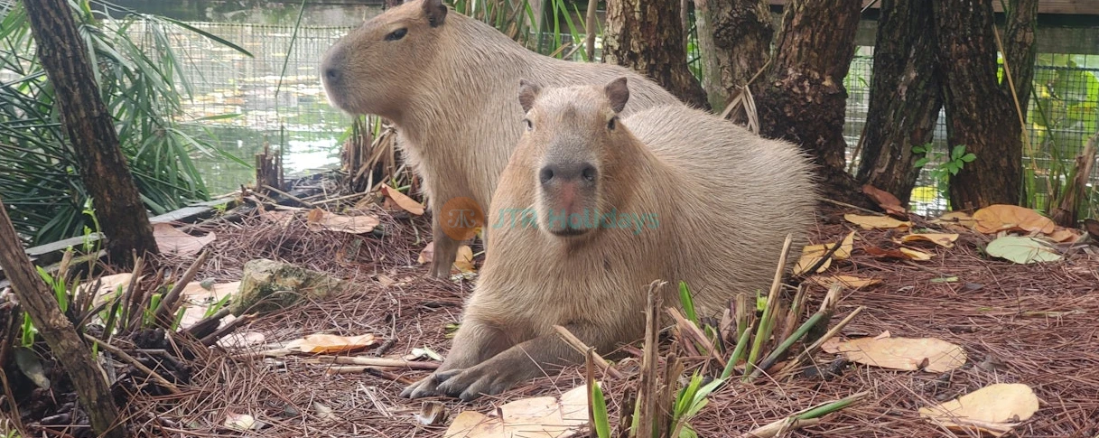 Gatorland Orlando - Image 3 of 5