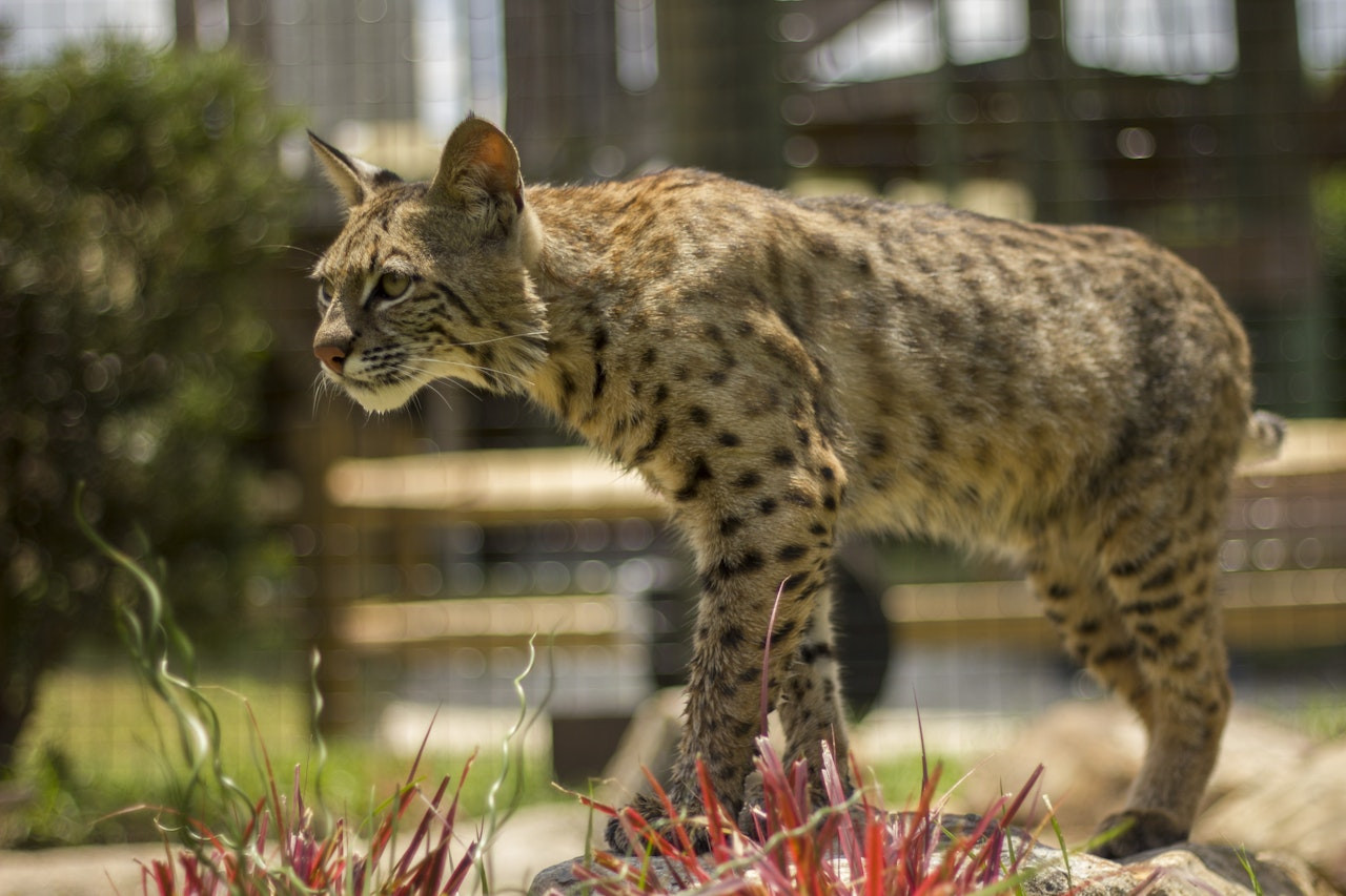 Gatorland Orlando - Image 6 of 6