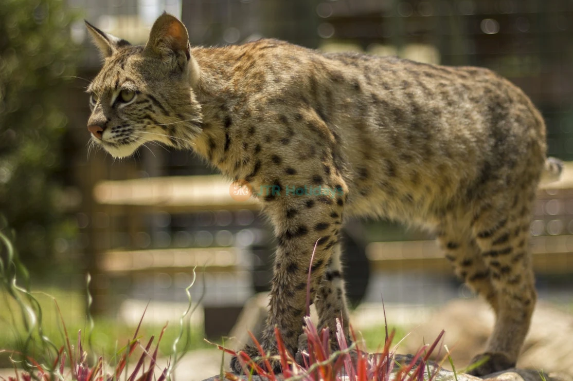 Gatorland Orlando - Image 6 of 6