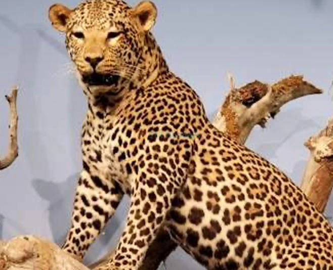 Las Vegas Natural History Museum: Explore Wildlife & Fossils - JTR Holidays - Image 5 of 5