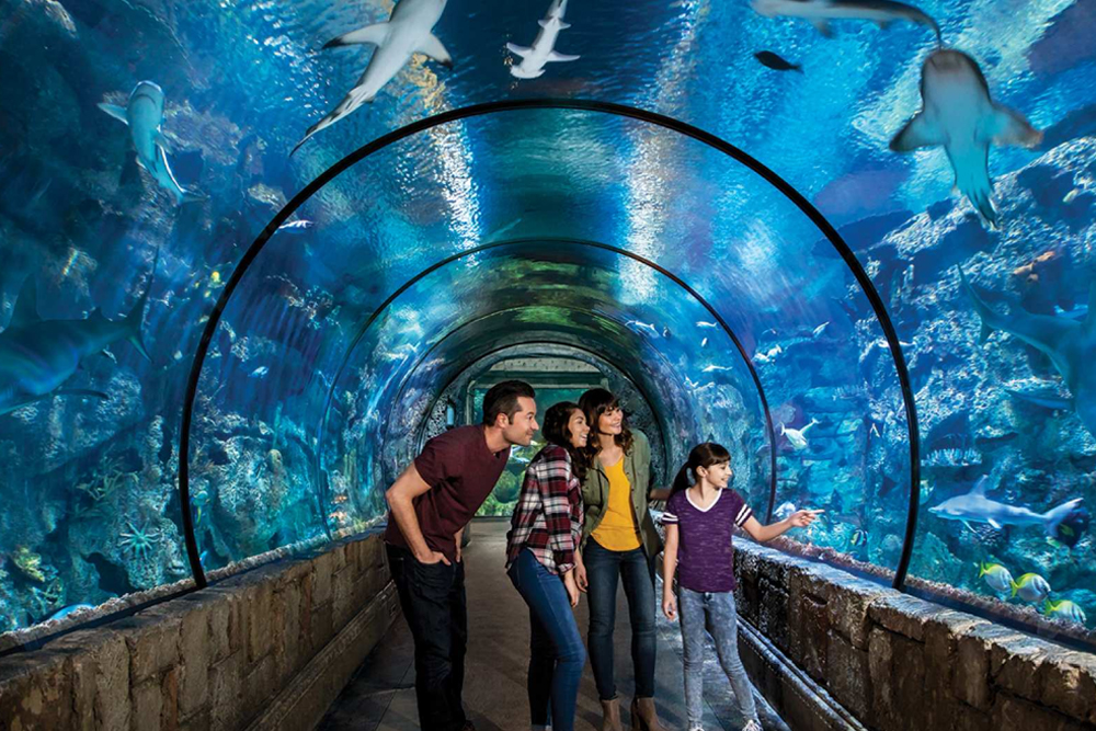 Aquarium Shark Reef au Mandalay Bay - Plongez dans les merveilles de la vie marine à l'Aquarium Shark Reef au Mandalay Bay, Las Vegas. Abritant plus de 2,000 animaux, y compris des requins, des raies et des tortues marines en voie de disparition, cette attraction unique propose des expériences interactives et des expositions éducatives. Explorez la fosse tactile, où vous pouvez interagir avec des raies et des crabes, et découvrez l'engagement de l'aquarium en faveur de la conservation. Parfait pour les sorties en famille et les passionnés de vie marine, l'Aquarium Shark Reef offre une aventure inoubliable sur le Strip de Las Vegas. Aquarium Shark Reef au Mandalay Bay - Image 1 sur 5