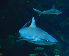 Shark Reef Aquarium at Mandalay Bay: Dive into a Marine Adventure - JTR Holidays