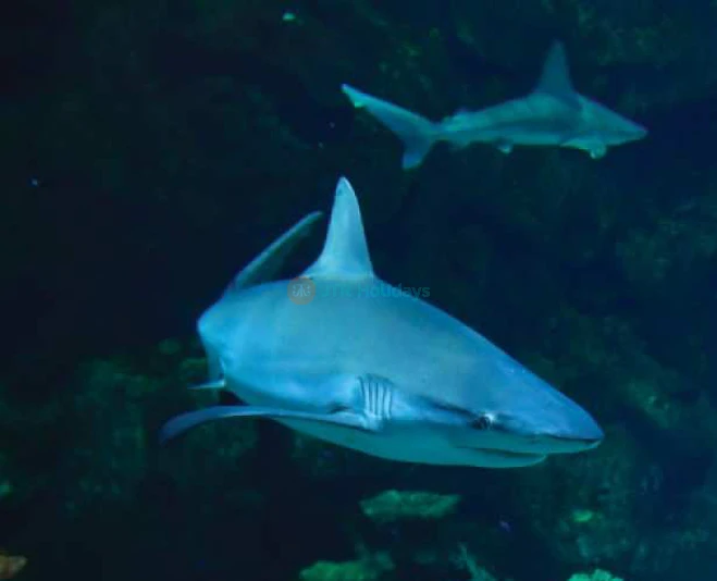 Acuario Shark Reef en Mandalay Bay - Image 2 of 6