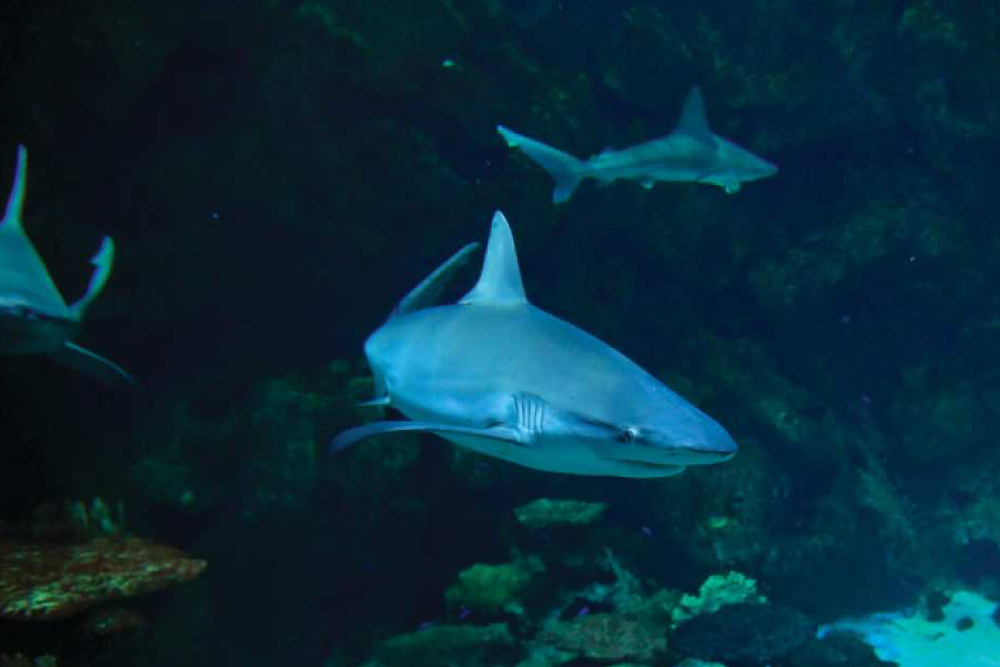 曼德勒湾鲨鱼礁水族馆 - 图片 2 的 5