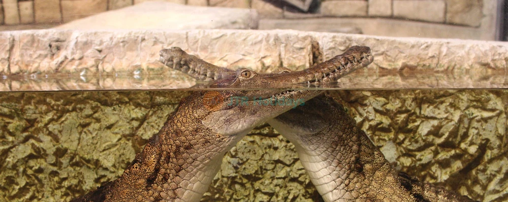 Acuario Shark Reef en Mandalay Bay - Image 3 of 6