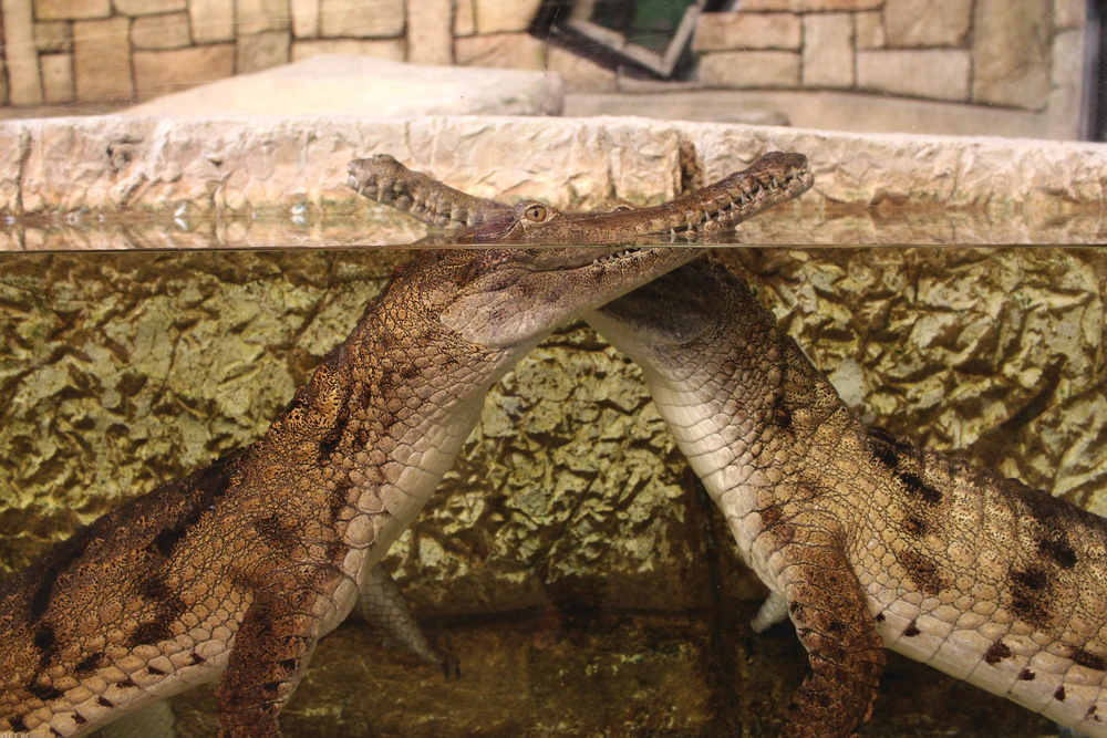 マンダレイ・ベイのシャークリーフ水族館 - ラスベガスのマンダレイ・ベイにあるシャークリーフ水族館で、海洋生物の驚異に浸ってみませんか。サメやエイ、絶滅危惧種のウミガメを含む2,000以上の動物が暮らすこのユニークなアトラクションでは、体験型のプログラムや教育的な展示が楽しめます。エイやカニに触れられるタッチプールを体験し、水族館の保全活動への取り組みを知ることができます。家族でのお出かけや海洋愛好家にぴったりで、シャークリーフ水族館はラスベガス・ストリップで忘れられない冒険を提供します。 マンダレイ・ベイのシャークリーフ水族館 - 画像 3 の 5