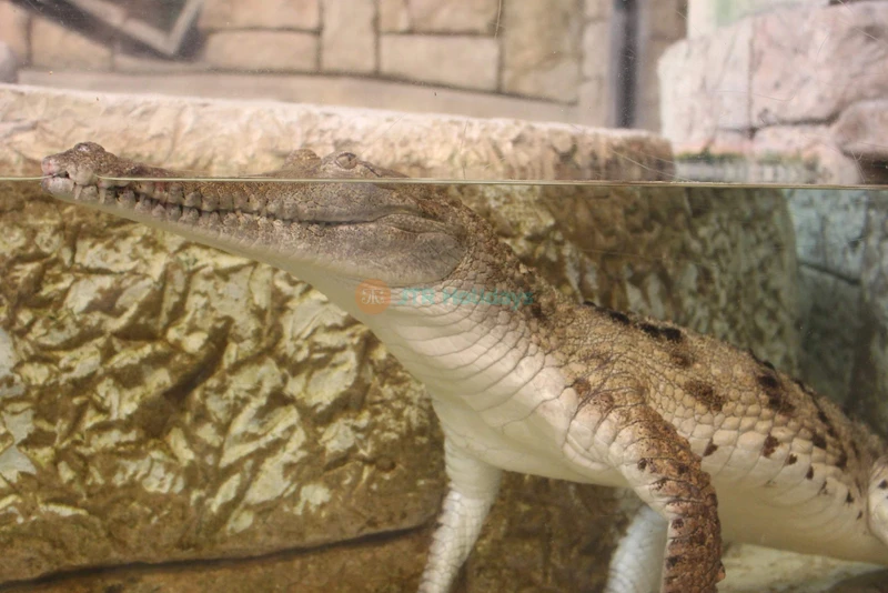 Shark Reef Aquarium at Mandalay Bay - Image 6 of 6