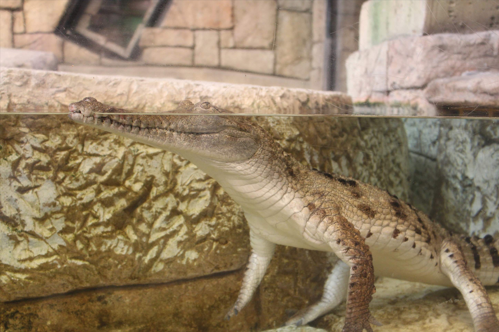 曼德勒湾鲨鱼礁水族馆 - Image 6 of 6