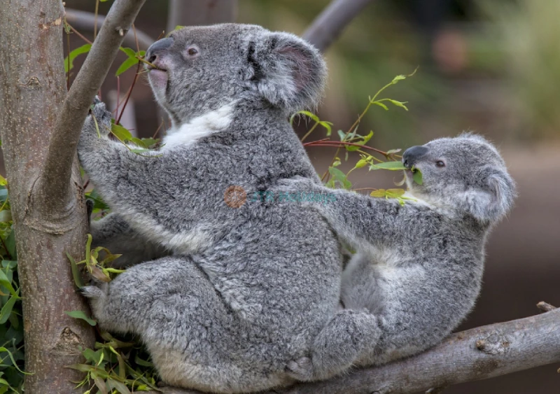 San Diego Zoo