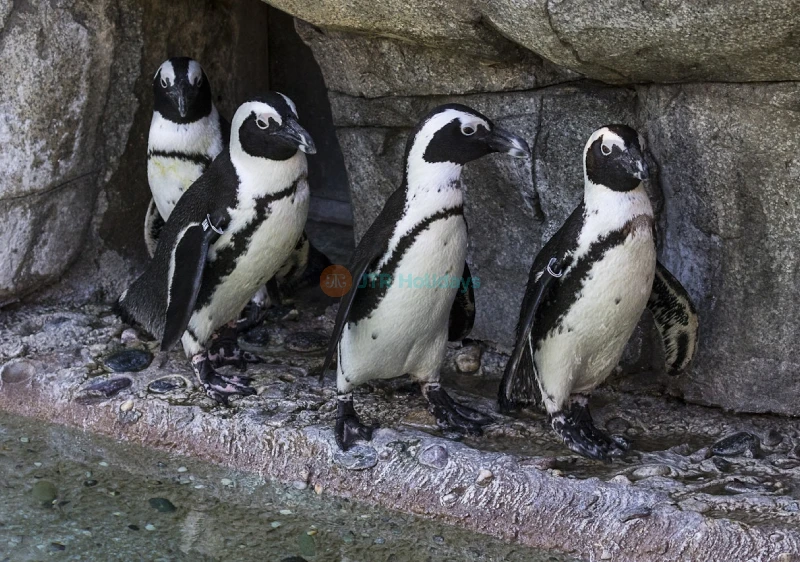 San Diego Zoo – World-Famous Wildlife Adventure in California-JTR Holidays