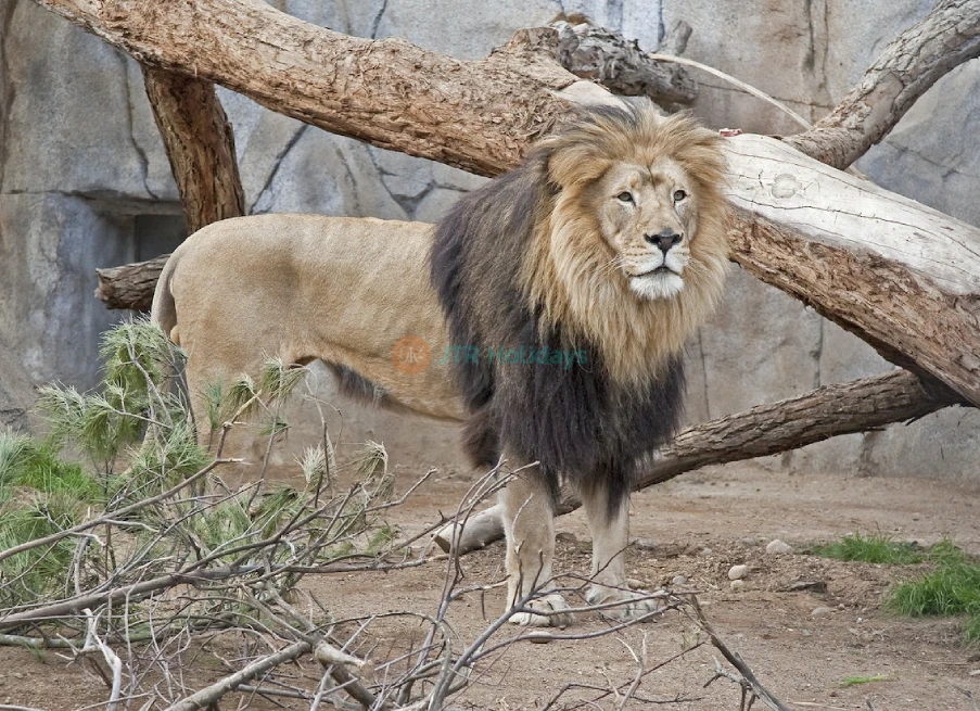 San Diego Zoo – World-Famous Wildlife Adventure in California-JTR Holidays