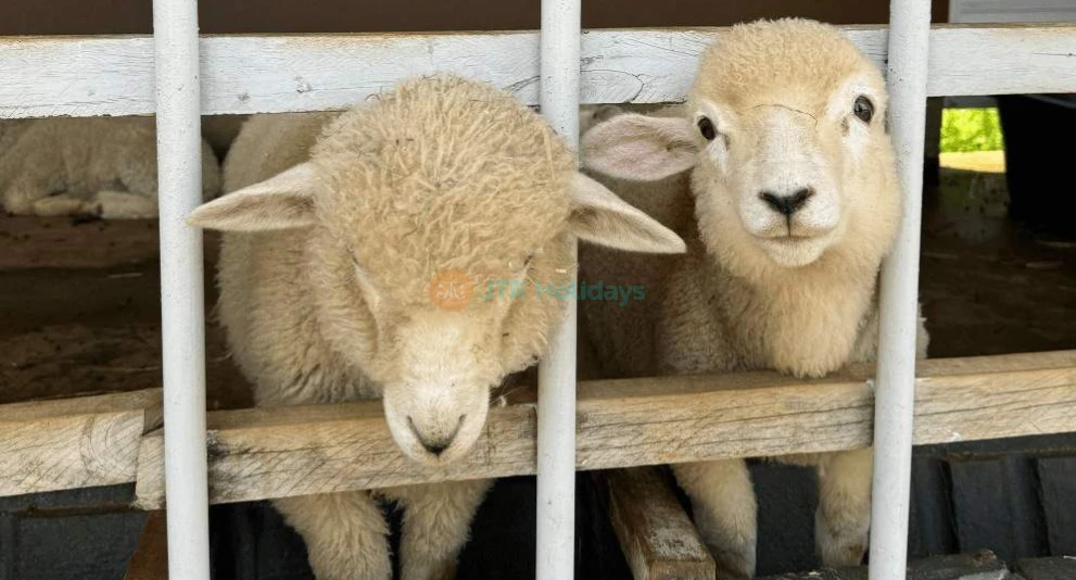 Gyeonggi Sheep Ranch - Escape to Gyeonggi Sheep Ranch, a peaceful animal farm just 30 minutes from Seoul. Gyeonggi Sheep Ranch offers a unique chance to meet and feed alpacas, sheep, rabbits, and meerkats. Surrounded by beautiful nature, Gyeonggi Sheep Ranch is perfect for families, couples, and animal lovers. Enjoy a relaxing day at Gyeonggi Sheep Ranch, where over 20 alpacas and 50 sheep are ready to welcome you. Don’t miss this fun and memorable experience at Gyeonggi Sheep Ranch! Gyeonggi Sheep Ranch - Image 1 of 5