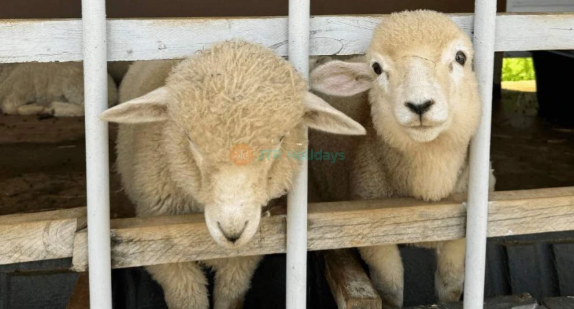 Gyeonggi Sheep Ranch - Relaxing Animal Farm Experience Near Seoul - JTR Holidays
