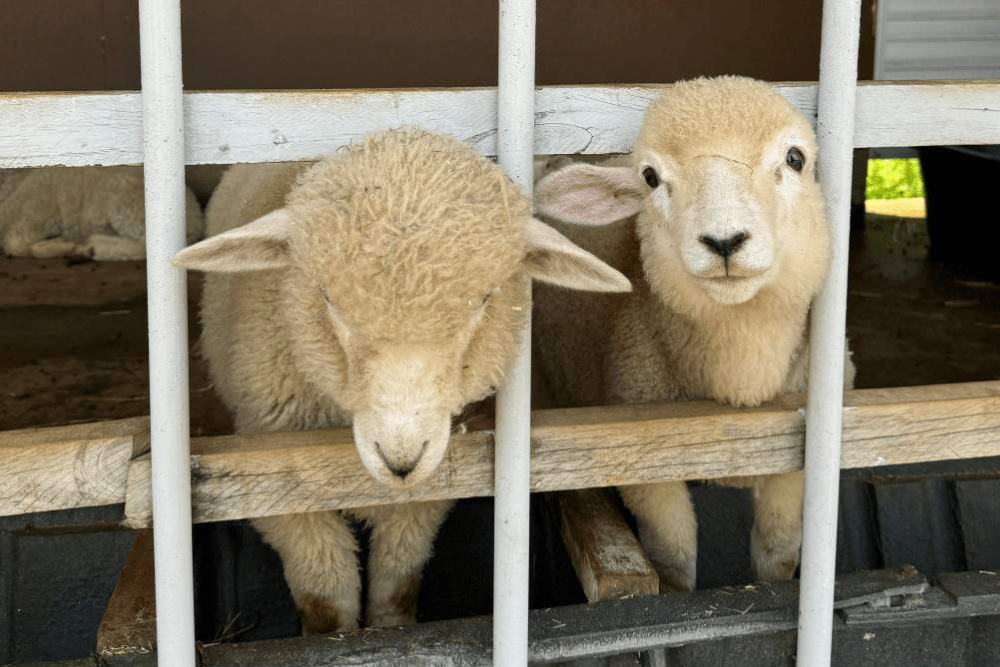 Gyeonggi Sheep Ranch - Escape to Gyeonggi Sheep Ranch, a peaceful animal farm just 30 minutes from Seoul. Gyeonggi Sheep Ranch offers a unique chance to meet and feed alpacas, sheep, rabbits, and meerkats. Surrounded by beautiful nature, Gyeonggi Sheep Ranch is perfect for families, couples, and animal lovers. Enjoy a relaxing day at Gyeonggi Sheep Ranch, where over 20 alpacas and 50 sheep are ready to welcome you. Don’t miss this fun and memorable experience at Gyeonggi Sheep Ranch! Gyeonggi Sheep Ranch - Image 1 of 5