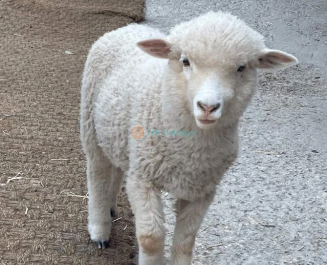 Gyeonggi Sheep Ranch - Relaxing Animal Farm Experience Near Seoul - JTR Holidays - Image 2 of 5