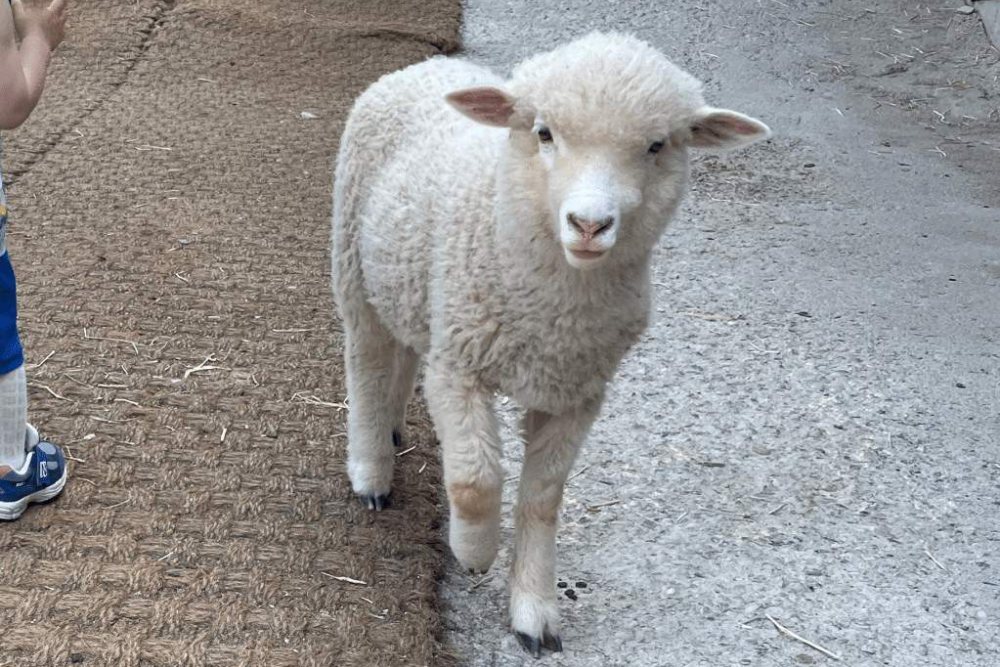 Gyeonggi Sheep Ranch - Image 2 of 5
