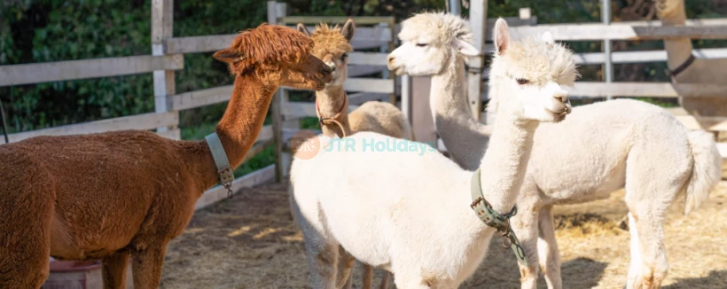 Gyeonggi Sheep Ranch - Escape to Gyeonggi Sheep Ranch, a peaceful animal farm just 30 minutes from Seoul. Gyeonggi Sheep Ranch offers a unique chance to meet and feed alpacas, sheep, rabbits, and meerkats. Surrounded by beautiful nature, Gyeonggi Sheep Ranch is perfect for families, couples, and animal lovers. Enjoy a relaxing day at Gyeonggi Sheep Ranch, where over 20 alpacas and 50 sheep are ready to welcome you. Don’t miss this fun and memorable experience at Gyeonggi Sheep Ranch! Gyeonggi Sheep Ranch - Image 3 of 5
