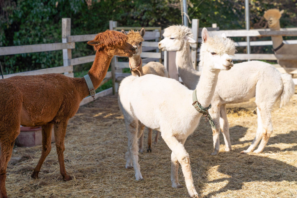 Gyeonggi Sheep Ranch - Escape to Gyeonggi Sheep Ranch, a peaceful animal farm just 30 minutes from Seoul. Gyeonggi Sheep Ranch offers a unique chance to meet and feed alpacas, sheep, rabbits, and meerkats. Surrounded by beautiful nature, Gyeonggi Sheep Ranch is perfect for families, couples, and animal lovers. Enjoy a relaxing day at Gyeonggi Sheep Ranch, where over 20 alpacas and 50 sheep are ready to welcome you. Don’t miss this fun and memorable experience at Gyeonggi Sheep Ranch! Gyeonggi Sheep Ranch - Image 3 of 5