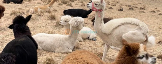 Gyeonggi Sheep Ranch - Relaxing Animal Farm Experience Near Seoul - JTR Holidays