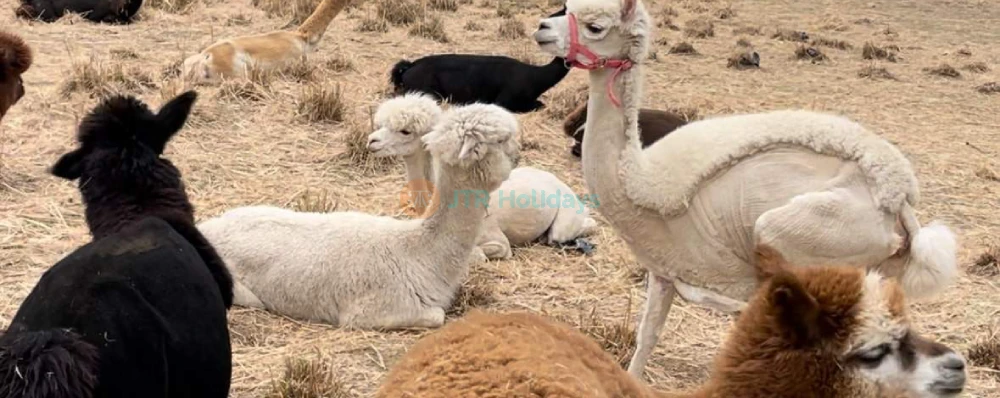 Gyeonggi Sheep Ranch - Relaxing Animal Farm Experience Near Seoul - JTR Holidays - Image 4 of 5