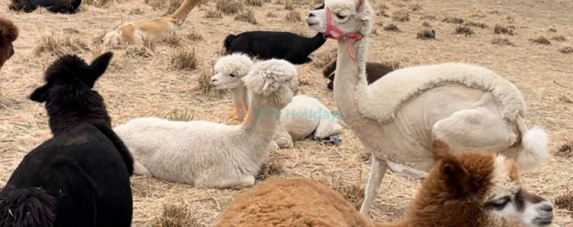 Gyeonggi Sheep Ranch - Escape to Gyeonggi Sheep Ranch, a peaceful animal farm just 30 minutes from Seoul. Gyeonggi Sheep Ranch offers a unique chance to meet and feed alpacas, sheep, rabbits, and meerkats. Surrounded by beautiful nature, Gyeonggi Sheep Ranch is perfect for families, couples, and animal lovers. Enjoy a relaxing day at Gyeonggi Sheep Ranch, where over 20 alpacas and 50 sheep are ready to welcome you. Don’t miss this fun and memorable experience at Gyeonggi Sheep Ranch! Gyeonggi Sheep Ranch - Image 4 of 5