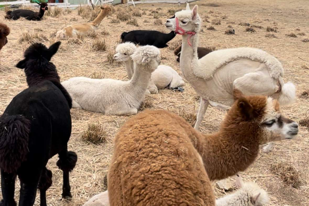Gyeonggi Sheep Ranch - Escape to Gyeonggi Sheep Ranch, a peaceful animal farm just 30 minutes from Seoul. Gyeonggi Sheep Ranch offers a unique chance to meet and feed alpacas, sheep, rabbits, and meerkats. Surrounded by beautiful nature, Gyeonggi Sheep Ranch is perfect for families, couples, and animal lovers. Enjoy a relaxing day at Gyeonggi Sheep Ranch, where over 20 alpacas and 50 sheep are ready to welcome you. Don’t miss this fun and memorable experience at Gyeonggi Sheep Ranch! Gyeonggi Sheep Ranch - Image 4 of 5