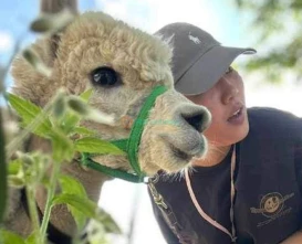 Gyeonggi Sheep Ranch - Relaxing Animal Farm Experience Near Seoul - JTR Holidays