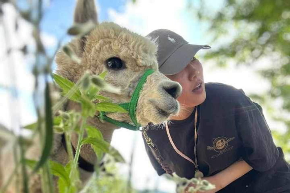Gyeonggi Sheep Ranch - Image 5 of 5