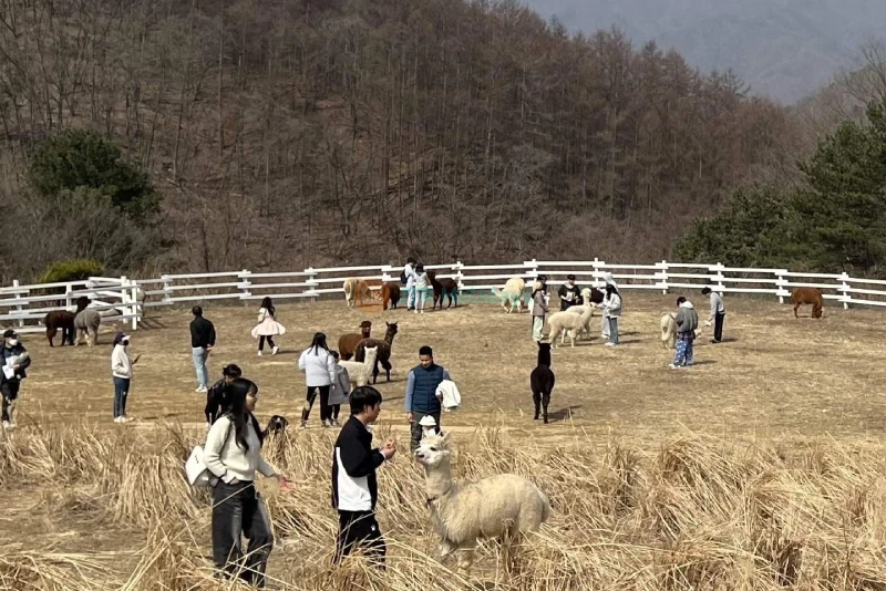 Gyeonggi Sheep Ranch - Relaxing Animal Farm Experience Near Seoul - JTR Holidays