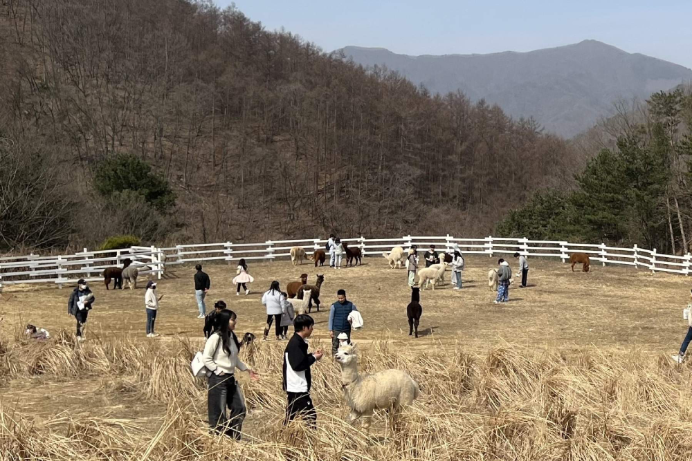 Gyeonggi Sheep Ranch - Image 6 of 7