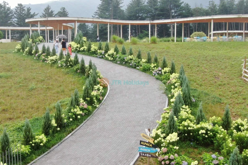 Gyeonggi Sheep Ranch - Relaxing Animal Farm Experience Near Seoul - JTR Holidays