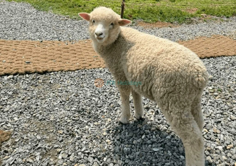 Gyeonggi Sheep Ranch