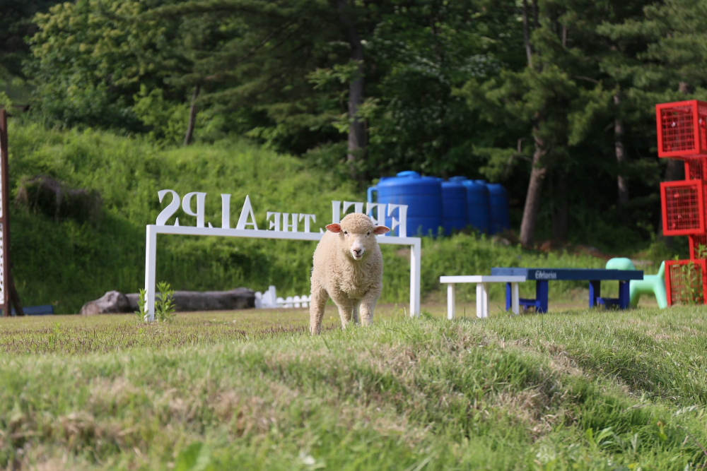 Gyeonggi Edelweiss Swiss Theme Park - Image 4 of 5
