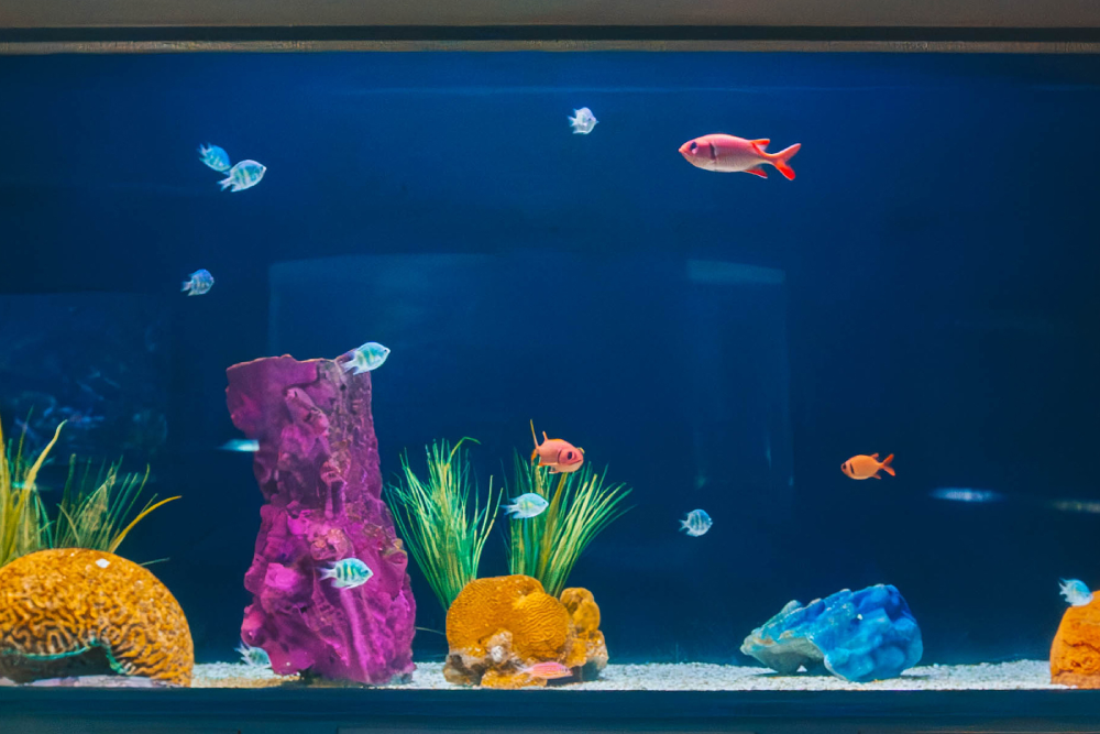 Aquarium de Guam - Image 2 sur 5